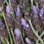 Lavender  PureCastile Magic Bar Soap Everyday Care